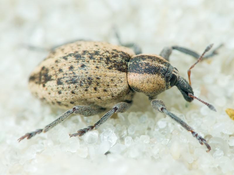 Hypera (Hypera) miles (Paykull, 1792)